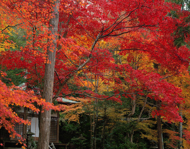 護法堂弁天と楓の紅葉 嵯峨野 京都
(c)TOMOMI SAITO/SEBUN PHOTO