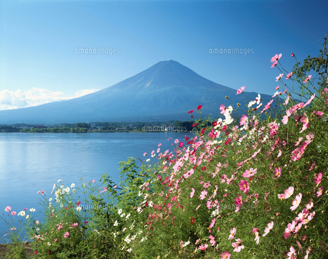 コスモスと富士山と河口湖 山梨県
(c)TOMOMI SAITO/SEBUN PHOTO