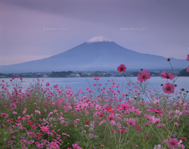 河口湖畔のコスモス畑と富士山の夕景 山梨県
(c)TOMOMI SAITO/SEBUN PHOTO
