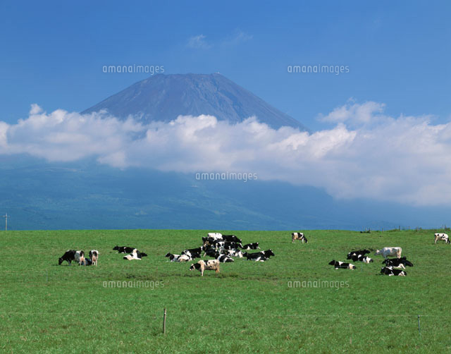 牧場の牛の群れと富士山 朝霧高原 静岡県
(c)TOMOMI SAITO/SEBUN PHOTO
