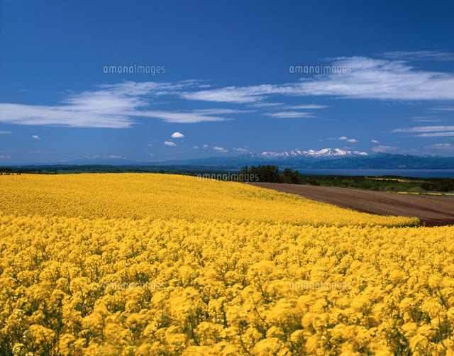 菜の花畑と八甲田連峰 横浜町 青森県
(c)TOMOMI SAITO/SEBUN PHOTO