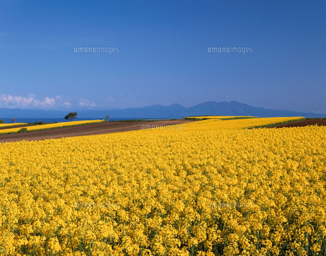 菜の花畑と恐山の山々 青森県
(c)TOMOMI SAITO/SEBUN PHOTO