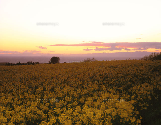 菜の花畑と陸奥湾の夕景 青森県
(c)TOMOMI SAITO/SEBUN PHOTO