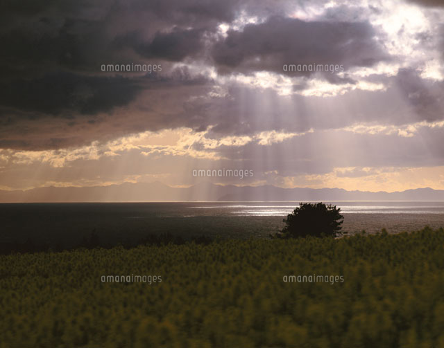 菜の花畑と陸奥湾夕景 横浜町 青森県
(c)TOMOMI SAITO/SEBUN PHOTO