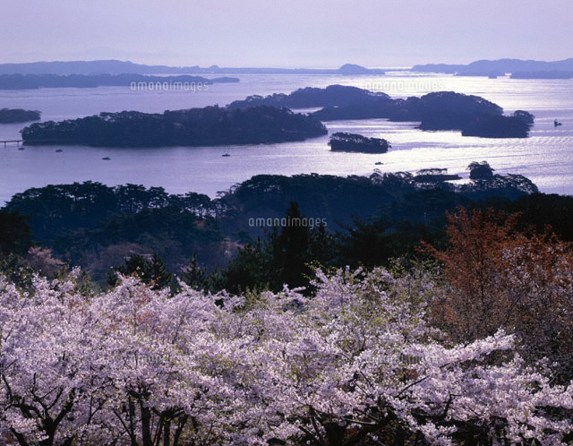 朝の松島湾と桜 宮城県
(c)TOMOMI SAITO/SEBUN PHOTO