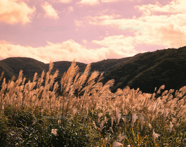 秋のススキと夕映え 猪苗代町 福島県
(c)TOMOMI SAITO/SEBUN PHOTO