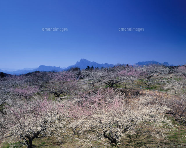 梅林と妙義山 群馬県
(c)TOMOMI SAITO/SEBUN PHOTO
