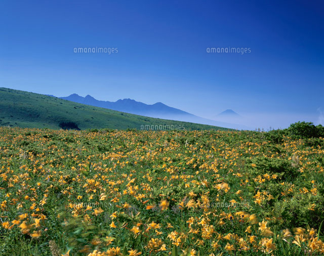 キスゲ咲く高原と八ヶ岳と富士山
(c)TOMOMI SAITO/SEBUN PHOTO