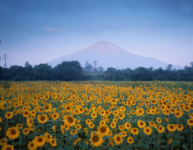ひまわり畑と朝霧の富士山 花の都公園
(c)TOMOMI SAITO/SEBUN PHOTO