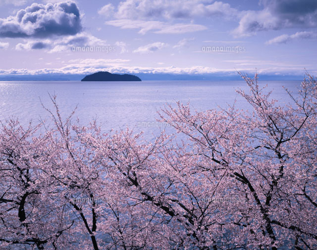 桜咲く琵琶湖と竹生島 マキノ町 滋賀
(c)TOMOMI SAITO/SEBUN PHOTO