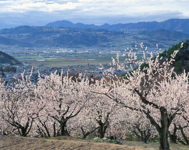 森 アンズの花咲く山里 長野県
(c)TOMOMI SAITO/SEBUN PHOTO