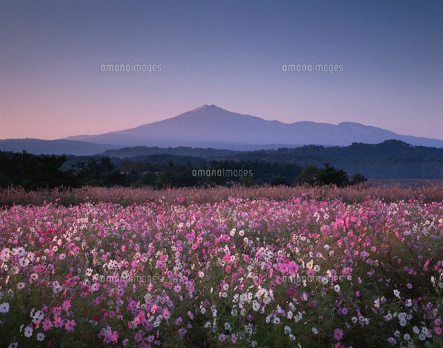 コスモス咲く朝の由利原高原と鳥海山 秋田県
(c)TOMOMI SAITO/SEBUN PHOTO