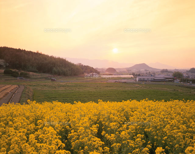菜の花咲く飛鳥の里と畝傍山の夕景 桜井市 奈良県
(c)TOMOMI SAITO/SEBUN PHOTO