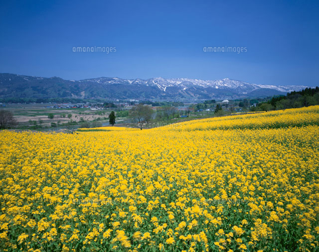 菜の花畑と千曲川 飯山市 長野県
(c)TOMOMI SAITO/SEBUN PHOTO