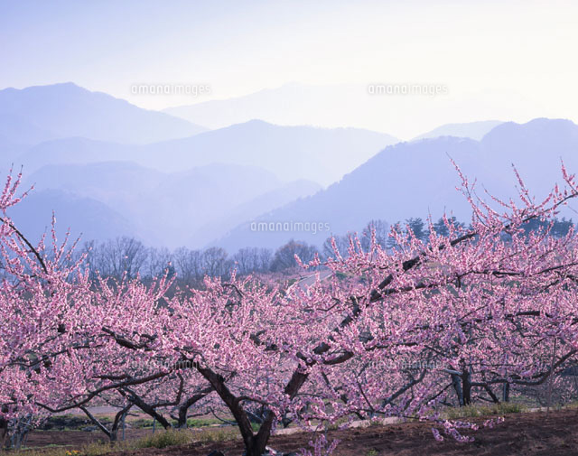 桃畑と南アルプス 山梨県
(c)TOMOMI SAITO/SEBUN PHOTO