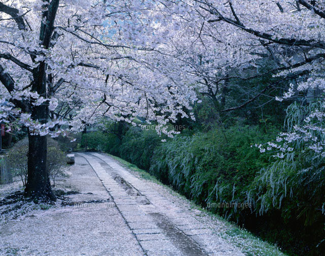 桜咲く哲学の道
(c)TOMOMI SAITO/SEBUN PHOTO