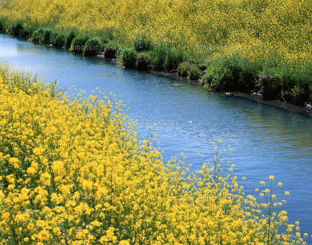 菜の花咲く小川 大垣市 岐阜県
(c)TOMOMI SAITO/SEBUN PHOTO