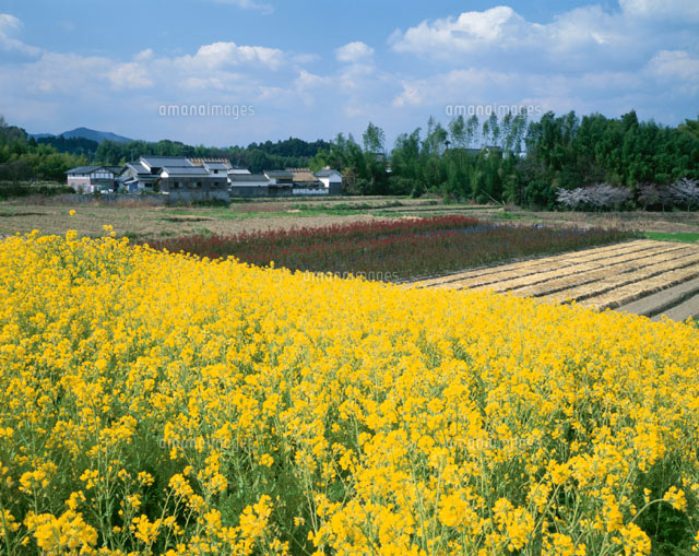 菜の花咲く八釣の里 桜井市 長野
(c)TOMOMI SAITO/SEBUN PHOTO