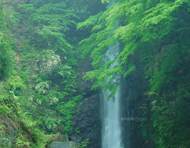 初夏の新緑の養老の滝 養老町 岐阜県
(c)TOMOMI SAITO/SEBUN PHOTO