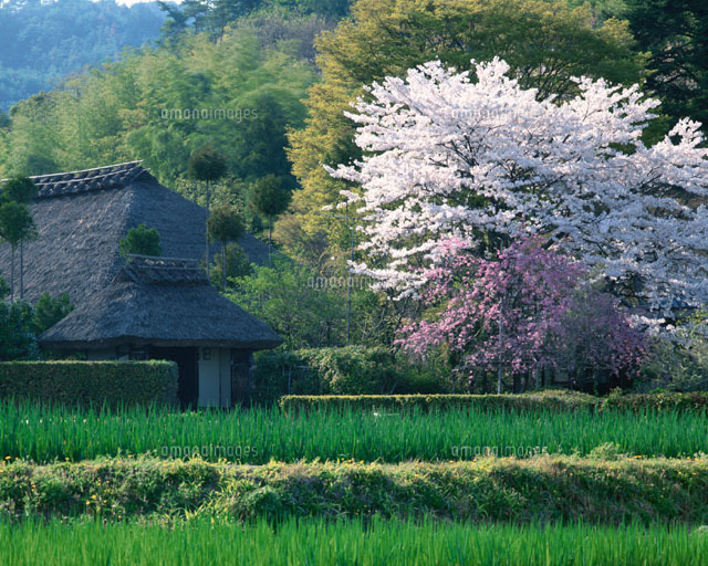 桜咲く嵯峨野と芽葺きの民家 京都府
(c)TOMOMI SAITO/SEBUN PHOTO