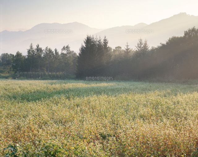 開田高原のソバ畑の花 開田村 長野県
(c)TOMOMI SAITO/SEBUN PHOTO