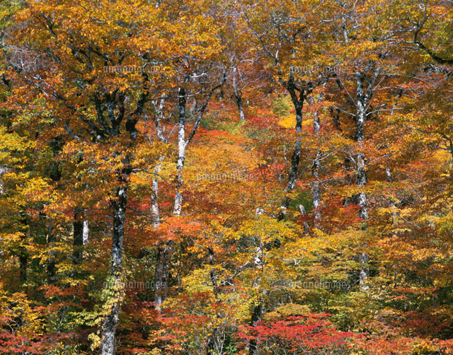秋のブナ林
(c)TOMOMI SAITO/SEBUN PHOTO