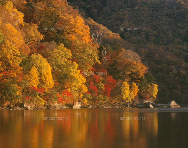 千手ヶ浜の紅葉した木々と中禅寺湖 奥日光 栃木県
(c)TOMOMI SAITO/SEBUN PHOTO