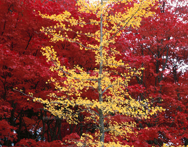 紅葉するイチョウとカエデの木 田沢湖 秋田県
(c)TOMOMI SAITO/SEBUN PHOTO
