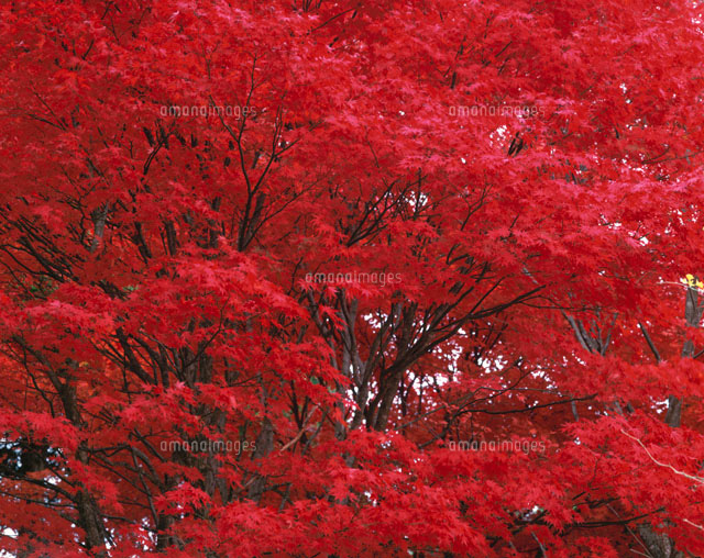 楓の紅葉
(c)TOMOMI SAITO/SEBUN PHOTO
