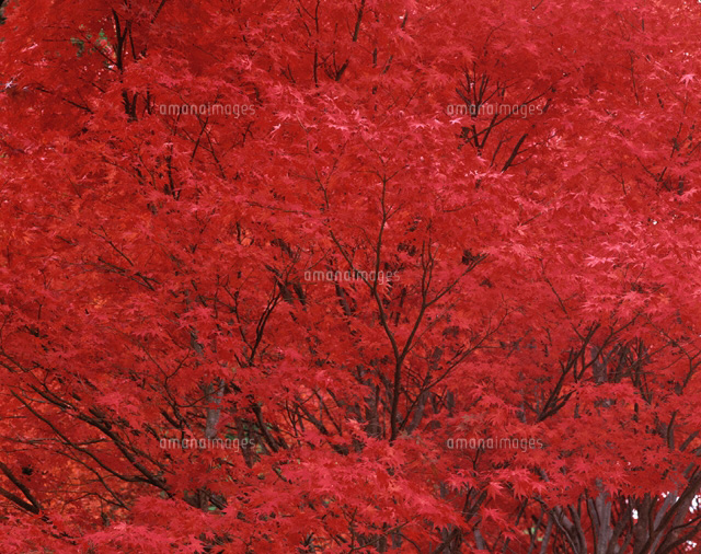 楓の紅葉
(c)TOMOMI SAITO/SEBUN PHOTO