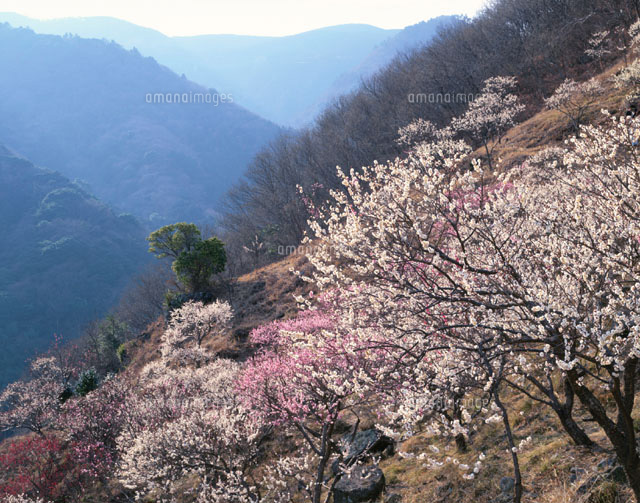 湯河原梅林 神奈川県
(c)TOMOMI SAITO/SEBUN PHOTO