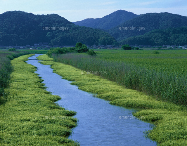 新緑と小川の流れる風景 近江八幡市 滋賀県
(c)TOMOMI SAITO/SEBUN PHOTO