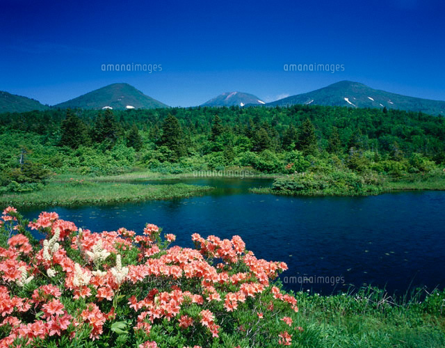 レンゲツツジ咲く睡蓮沼と八甲田山 青森県
(c)TOMOMI SAITO/SEBUN PHOTO