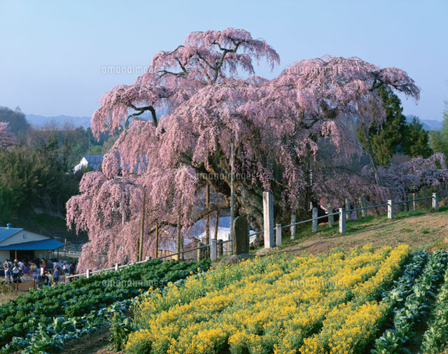 菜の花畑と三春の滝桜 福島県
(c)TOMOMI SAITO/SEBUN PHOTO