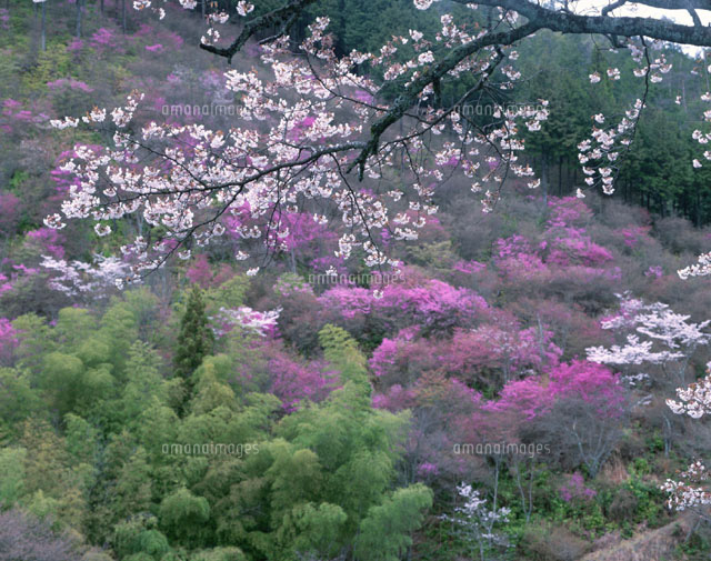山桜とつつじ 高雄 京都府
(c)TOMOMI SAITO/SEBUN PHOTO