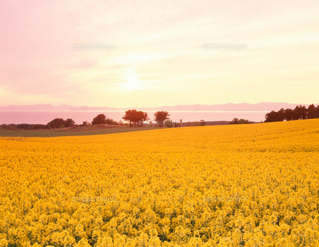菜の花畑と陸奥湾の夕景 青森県
(c)TOMOMI SAITO/SEBUN PHOTO