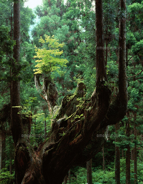 株杉と杉林 板取村 岐阜県
(c)TOMOMI SAITO/SEBUN PHOTO