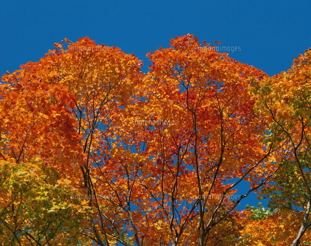 紅葉
(c)KATSUHIRO YAMANASHI/SEBUN PHOTO