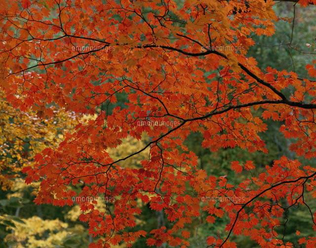 もみじ
(c)KATSUHIRO YAMANASHI/SEBUN PHOTO