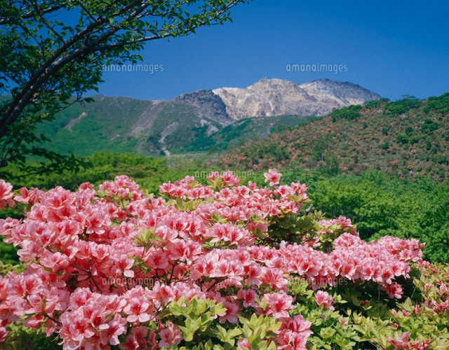ツツジ咲く恵山 北海道
(c)KATSUHIRO YAMANASHI/SEBUN PHOTO