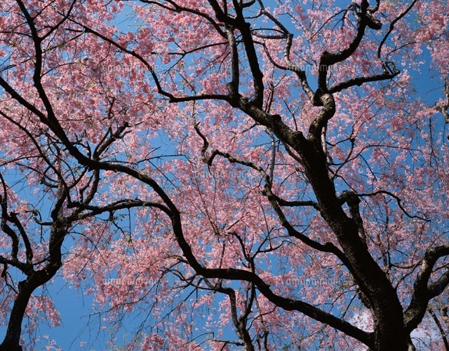 枝垂れ桜
(c)KATSUHIRO YAMANASHI/SEBUN PHOTO