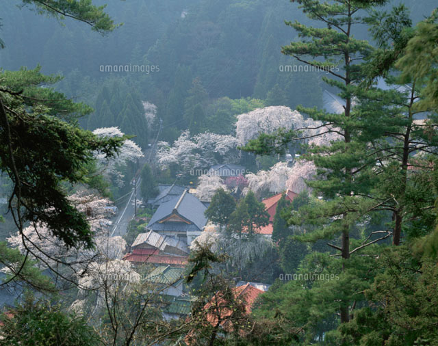 桜と身延山 山梨県
(c)KATSUHIRO YAMANASHI/SEBUN PHOTO