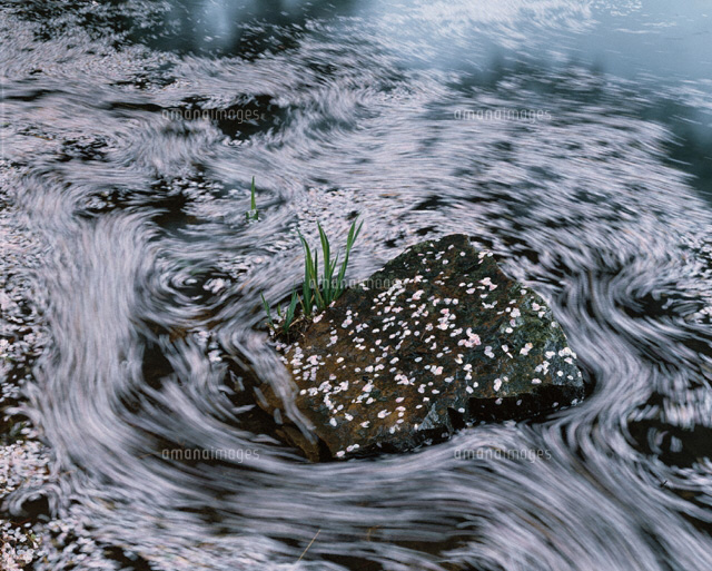 桜散る十六沼 福島県
(c)KATSUHIRO YAMANASHI/SEBUN PHOTO