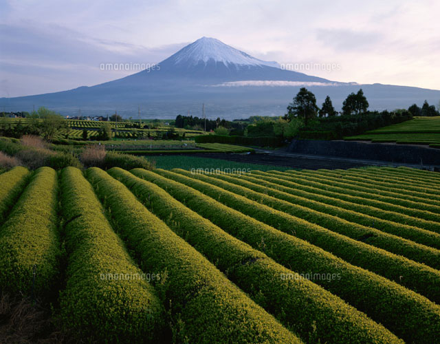 朝の茶畑と富士山 富士市 静岡県
(c)KATSUHIRO YAMANASHI/SEBUN PHOTO