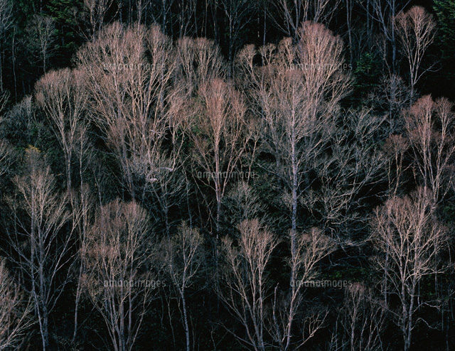 晩秋の白樺林 長野県
(c)KATSUHIRO YAMANASHI/SEBUN PHOTO