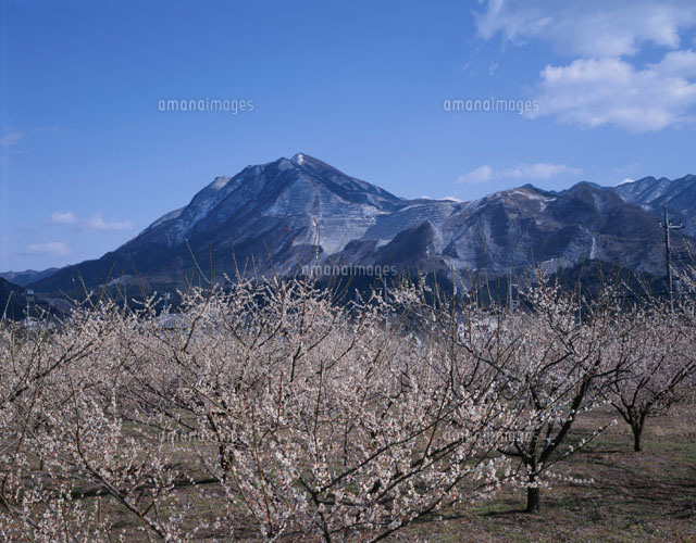 梅林と武甲山 秩父市 埼玉県
(c)KATSUHIRO YAMANASHI/SEBUN PHOTO