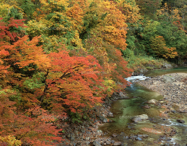 紅葉の子安峡 皆瀬村 秋田県
(c)KATSUHIRO YAMANASHI/SEBUN PHOTO