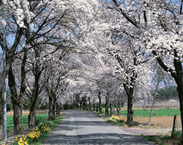 桜の並木道 武川村 山梨県
(c)KATSUHIRO YAMANASHI/SEBUN PHOTO