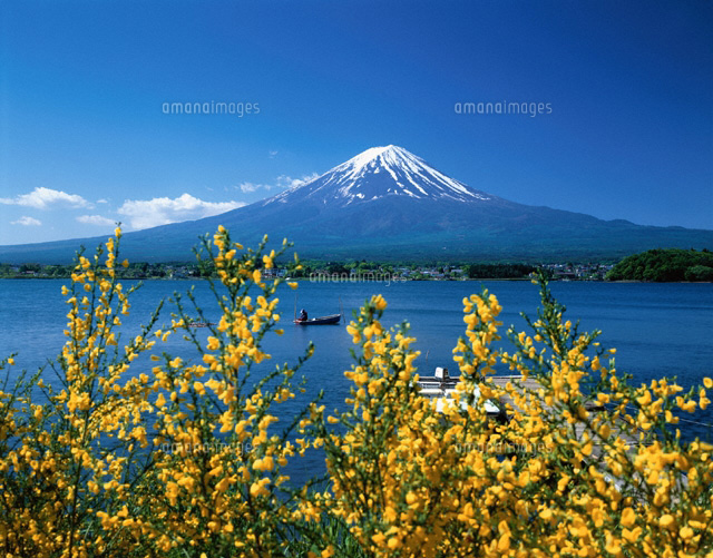 エニシダ咲く河口湖と富士山 山梨県
(c)KATSUHIRO YAMANASHI/SEBUN PHOTO