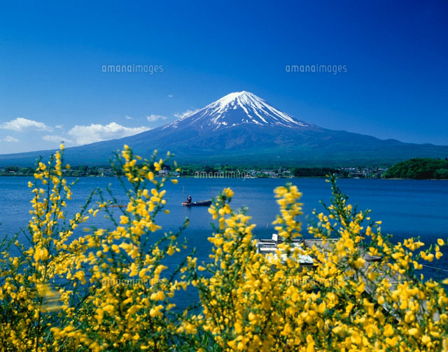 エニシダ咲く河口湖と富士山 山梨県
(c)KATSUHIRO YAMANASHI/SEBUN PHOTO